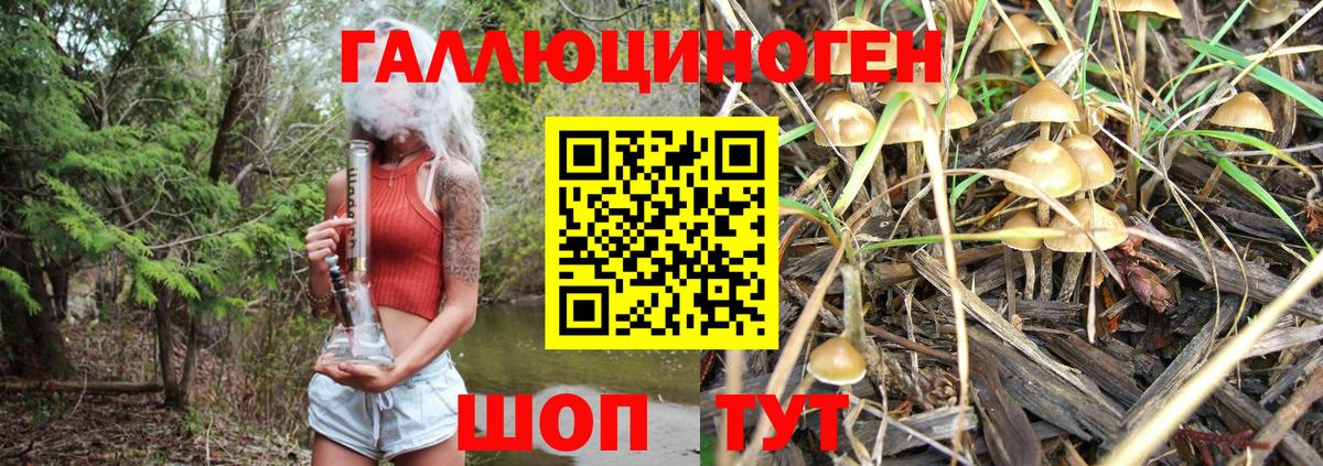 Галлюциногенные грибы Psilocybe Химки